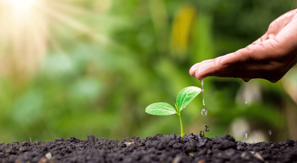 Person watering a plant.