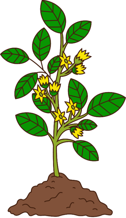 Portrait of a plant