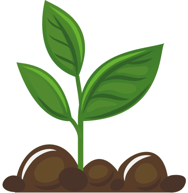 Portrait of a seedling